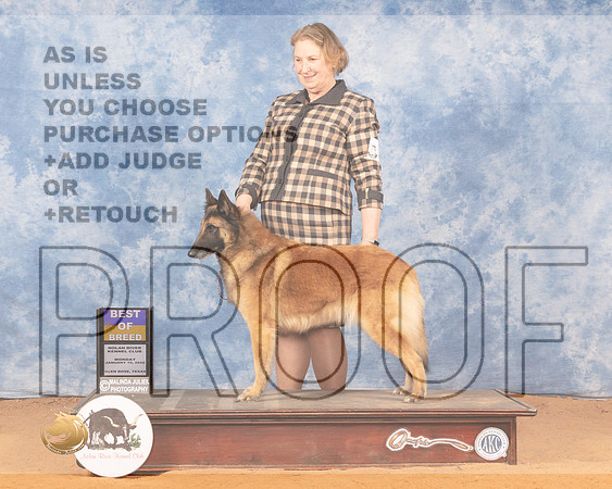 Belgian Tervuren #8 Mon BOB Judge Linda ClarkMMJ_0933_NRKC2022_HR3