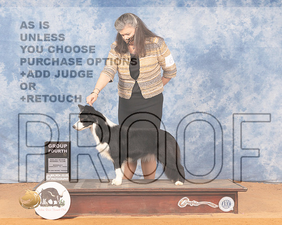 Border Collie #6 Mon G4 Judge Linda ClarkMMJ_0926_NRKC2022_HR3