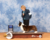 Cardigan Welsh Corgi #5 Mon G1 Judge Linda Clark