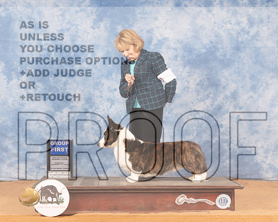 Cardigan Welsh Corgi #5 Mon G1 Judge Linda ClarkMMJ_0915_NRKC2022_HR3