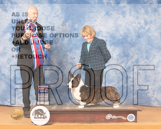 Cardigan Welsh Corgi #5 Mon RBIS Judge Gary SparschuMMJ_0971_NRKC2022_HR3