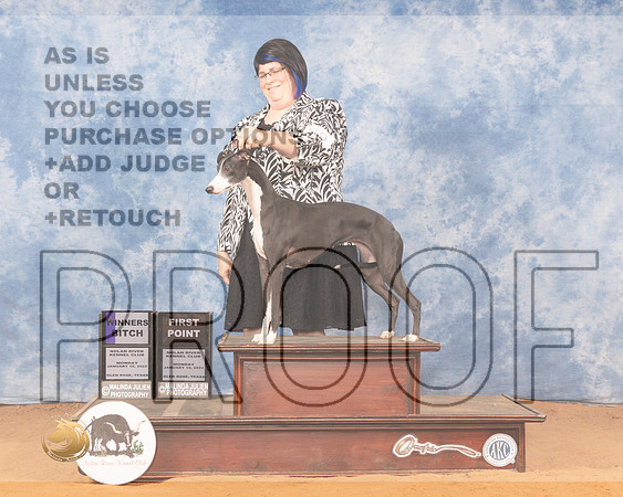 Whippet #20 Mon WB Judge Ronald HornMMJ_0911_NRKC2022_HR3