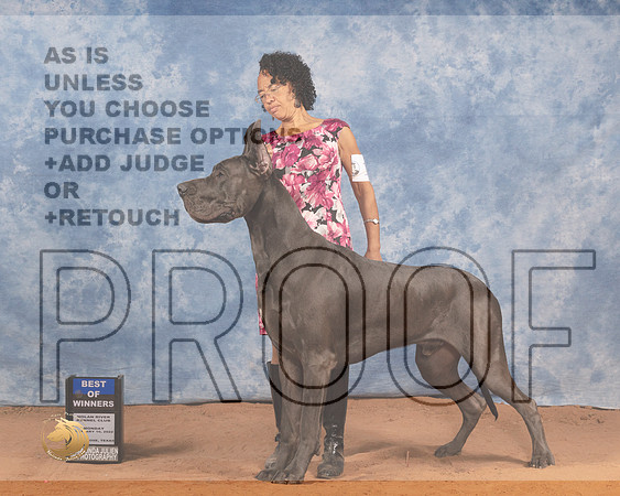 Great Dane #19 Mon BOW Judge Cledith WakefieldMMJ_0208_NRKC2022_HR3