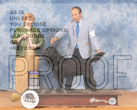 Labrador Retriever #11 Mon BOB Judge Betty PollockMMJ_0231_NRKC2022_HR3