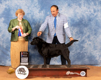 Labrador Retriever #30 Mon WBBOWBOS Judge Betty Pollock