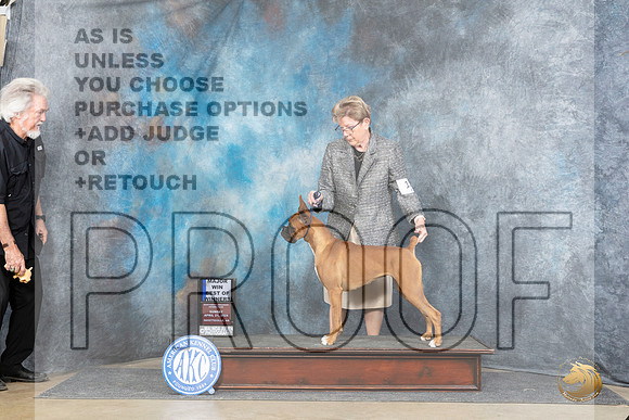 Boxer #18 Sun BOWM Judge Joyce Siddall__JP_5573_Fayetteville2024_HR3