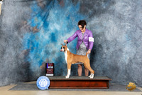 Boxer #5 Sun WDBOSM Judge Joyce Siddall