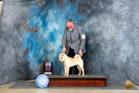 Chinese Shar Pei #6 Sun WBBOS Judge Linda Hurlebaus