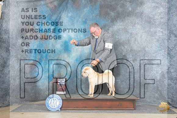 Chinese Shar Pei #6 Sun WBBOS Judge Linda Hurlebaus__JP_5568_Fayetteville2024_HR3