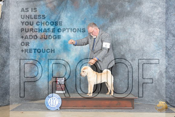 Chinese Shar Pei #6 Sun WBBOS Judge Linda Hurlebaus__JP_5569_Fayetteville2024_HR3