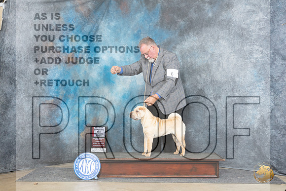 Chinese Shar Pei #6 Sun WBBOS Judge Linda Hurlebaus__JP_5571_Fayetteville2024_HR3