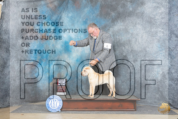 Chinese Shar Pei #6 Sun WBBOS Judge Linda Hurlebaus__JP_5570_Fayetteville2024_HR3