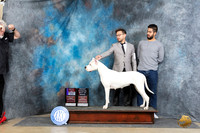 Dogo Argentino #6 Sun BOSOHBOB Judge Joyce Siddall