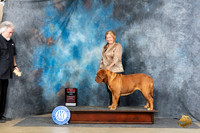 Dogue de Bordeaux #12 Sun BOS Judge Joyce Siddall