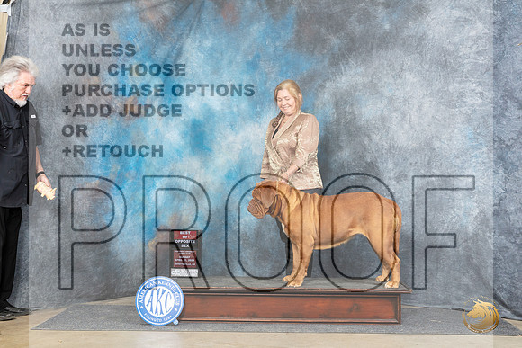 Dogue de Bordeaux #12 Sun BOS Judge Joyce Siddall__JP_5620_Fayetteville2024_HR3