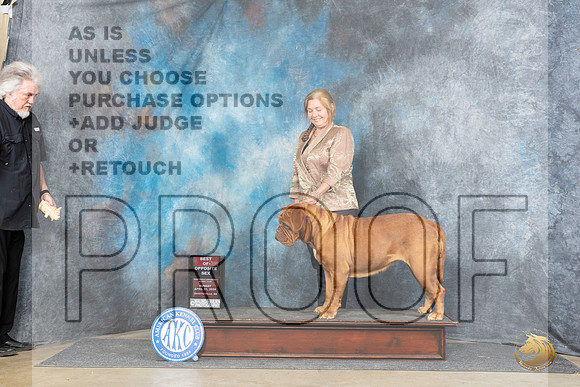 Dogue de Bordeaux #12 Sun BOS Judge Joyce Siddall__JP_5621_Fayetteville2024_HR3