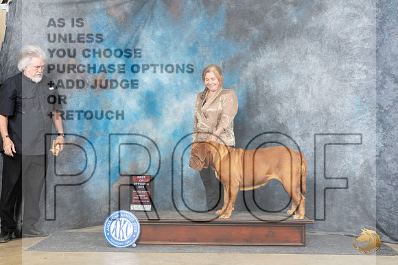 Dogue de Bordeaux #12 Sun BOS Judge Joyce Siddall__JP_5623_Fayetteville2024_HR3