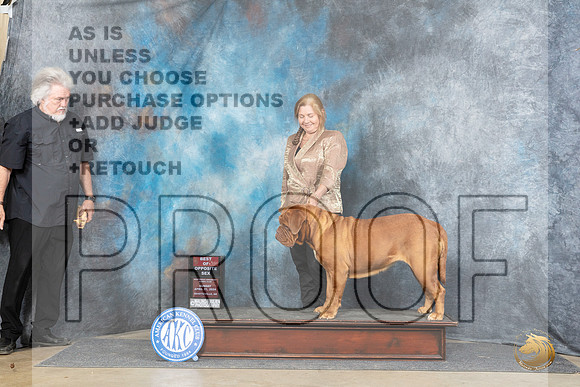 Dogue de Bordeaux #12 Sun BOS Judge Joyce Siddall__JP_5622_Fayetteville2024_HR3