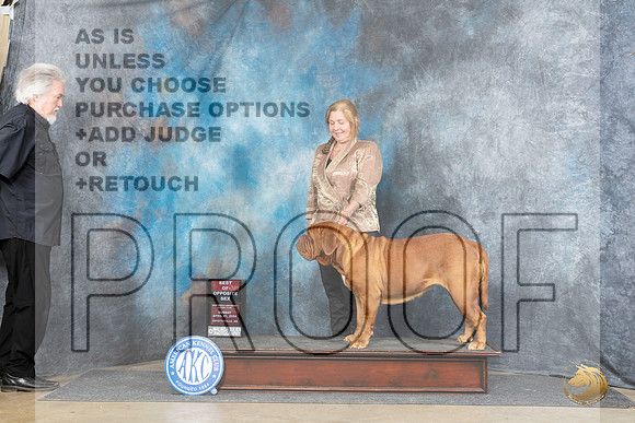 Dogue de Bordeaux #12 Sun BOS Judge Joyce Siddall__JP_5624_Fayetteville2024_HR3