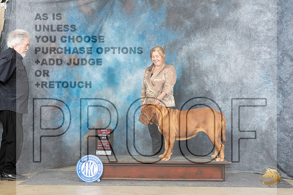 Dogue de Bordeaux #12 Sun BOS Judge Joyce Siddall__JP_5626_Fayetteville2024_HR3