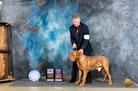 Dogue de Bordeaux #5 Sun BOBOHBOBCH Judge Joyce Siddall
