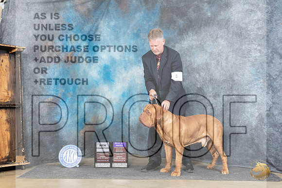 Dogue de Bordeaux #5 Sun BOBOHBOBCH Judge Joyce Siddall__JP_5615e_Fayetteville2024_HR3