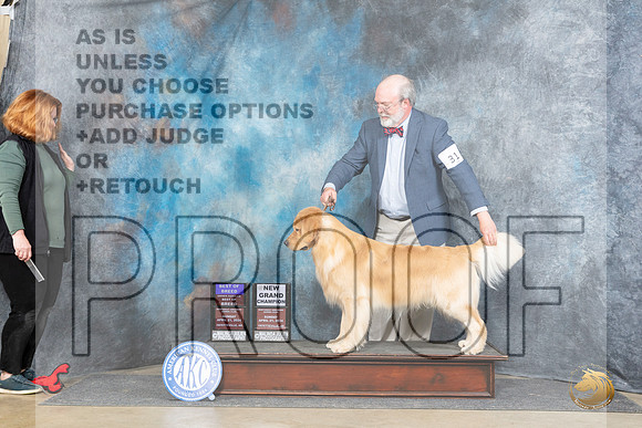 Golden Retriever #31 Sun BOBOHBOBGCH Judge Charles Olvis__JP_5654_Fayetteville2024_HR3