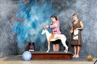 Ibizan Hound #14 Sun BOWM Judge Denny Mounce
