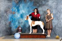 Ibizan Hound #21 Sunn BOS Judge Denny Mounce