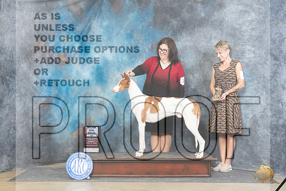 Ibizan Hound #21 Sunn BOS Judge Denny Mounce__JP_5596_Fayetteville2024_HR3