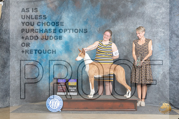 Ibizan Hound #22 Sun BOBOHBOBMBGCH Judge Denny Mounce__JP_5580_Fayetteville2024_HR3