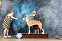 Ibizan Hound #27 Fri OHBIS Judge Scott Toney r