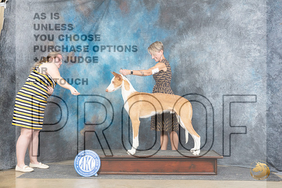 Ibizan Hound #27 Fri OHBIS Judge Scott Toney r__JP_5611_Fayetteville2024_HR3