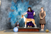 Ibizan Hound #30 Sun SB Judge Denny Mounce