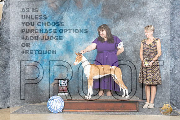 Ibizan Hound #30 Sun SB Judge Denny Mounce__JP_5604_Fayetteville2024_HR3