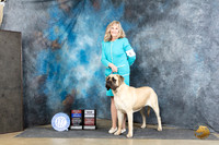 Mastiff #6 Sun WBBOWBOSOHBOBCH Judge Joyce Siddall
