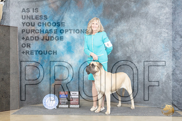 Mastiff #6 Sun WBBOWBOSOHBOBCH Judge Joyce Siddall__JP_5648_Fayetteville2024_HR3