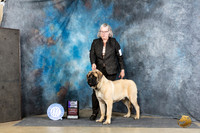 Mastiff #7 Sun WD JUdge Joyce Siddall
