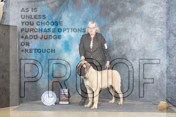 Mastiff #7 Sun WD JUdge Joyce Siddall__JP_5640_Fayetteville2024_HR3