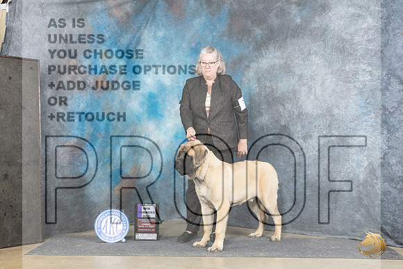 Mastiff #7 Sun WD JUdge Joyce Siddall__JP_5642_Fayetteville2024_HR3
