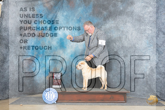Chinese Shar Pei #6 Sun WBBOS Judge Linda Hurlebaus__JP_5567_Fayetteville2024_HR3