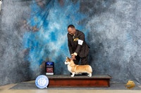 Pembroke Welsh Corgi #16 Sun WBBOW Judge Carolyn Herbel