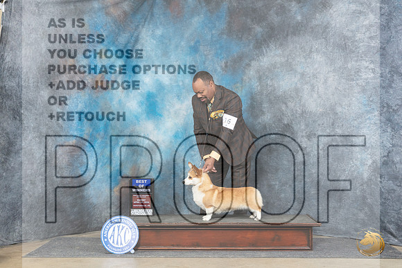 Pembroke Welsh Corgi #16 Sun WBBOW Judge Carolyn Herbel__JP_5673_Fayetteville2024_HR3