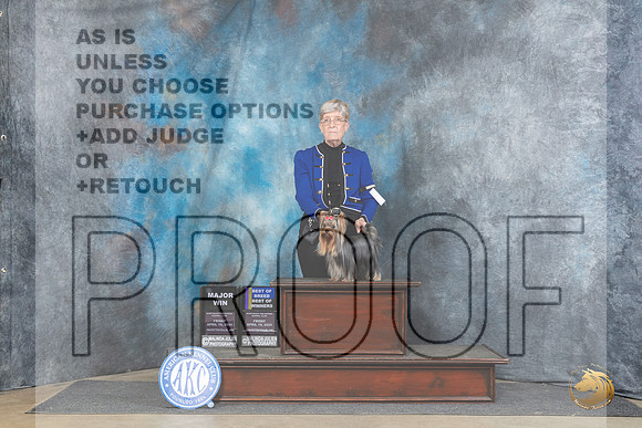 Yorkshire Terrier #15 Fri BOWBOBM Judge Scott Toney__JP_3988_Fayetteville2024_HR3
