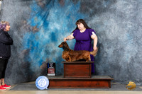 Dachshund Longhaired #17 Sun BOWM Judge Denny Mounce