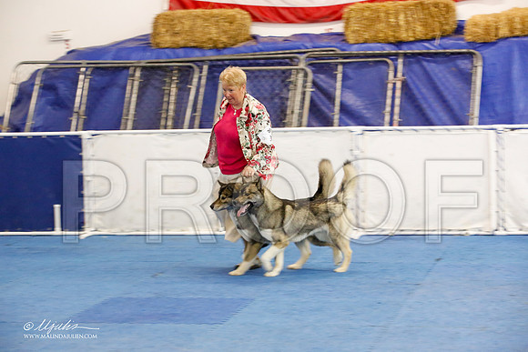 _M3_1655-AddisonHuskyMar2015-HR3