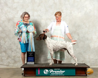 German Shorthaired Pointer #171 Wed ABOB Judge Julie Pepper