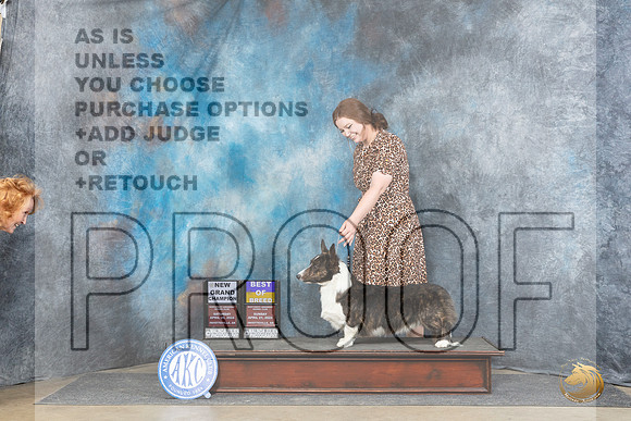 Cardigan Welsh Corgi #11 Sat BOBGCH Judge Carolyn Herbel r__JP_5727_Fayetteville2024_HR3