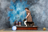 Cardigan Welsh Corgi #11 Sat BOBGCH Judge Carolyn Herbel r