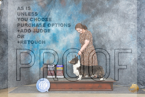Cardigan Welsh Corgi #11 Sat BOBGCH Judge Carolyn Herbel r__JP_5723_Fayetteville2024_HR3